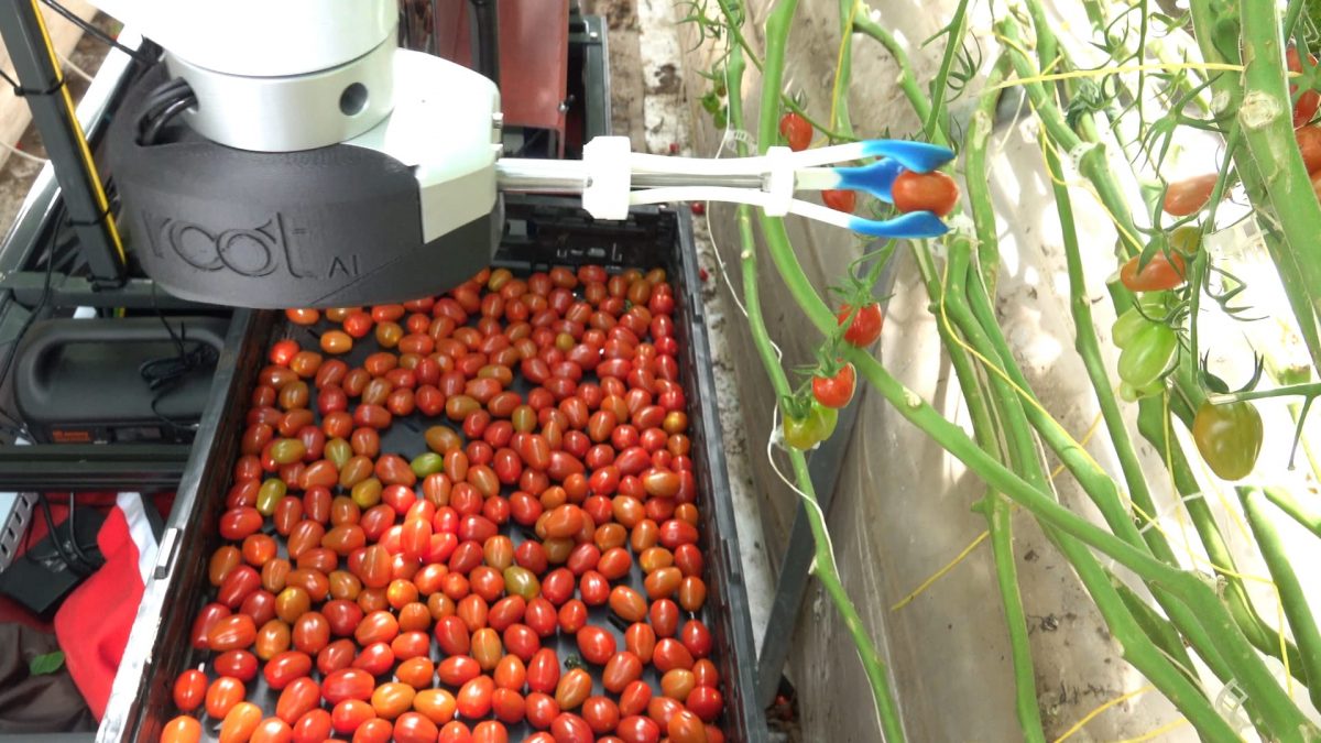 Robot Delicately Harvesting Tomatoes